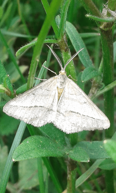 Isturgia arenacearia (Geometridae)? S